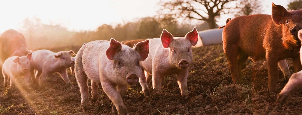 pig.jpg