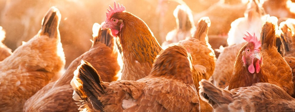 chiken.jpg chiken.jpg
