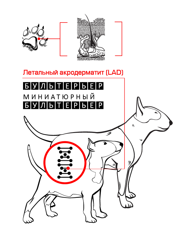 Lethal_acrodermatits_eng-02.png