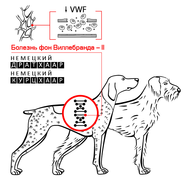 Willebrand_new-w-03.png