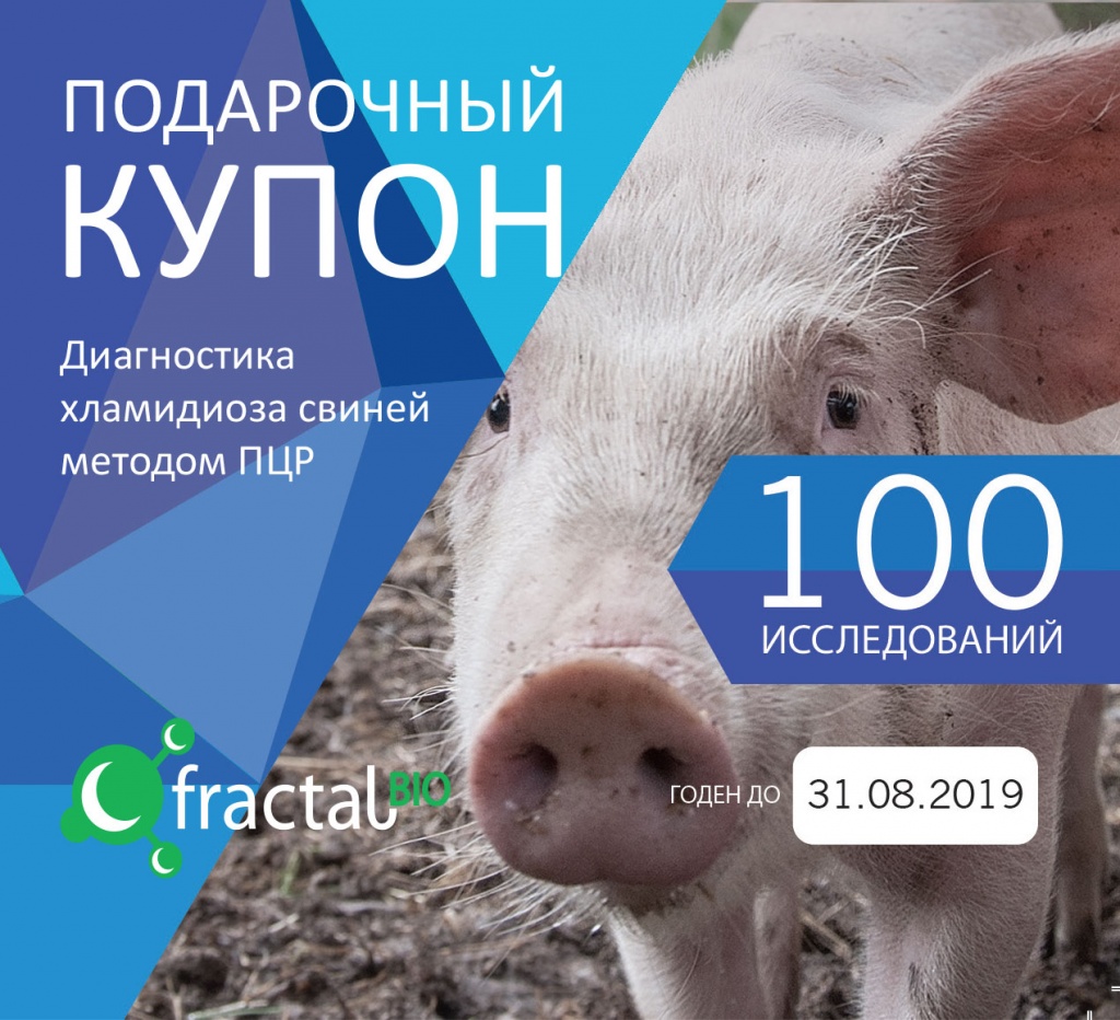 cupon_pig (1).jpg