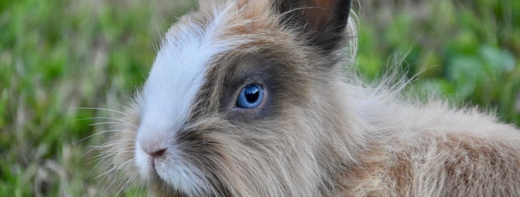 rabbit1.png rabbit1.png
