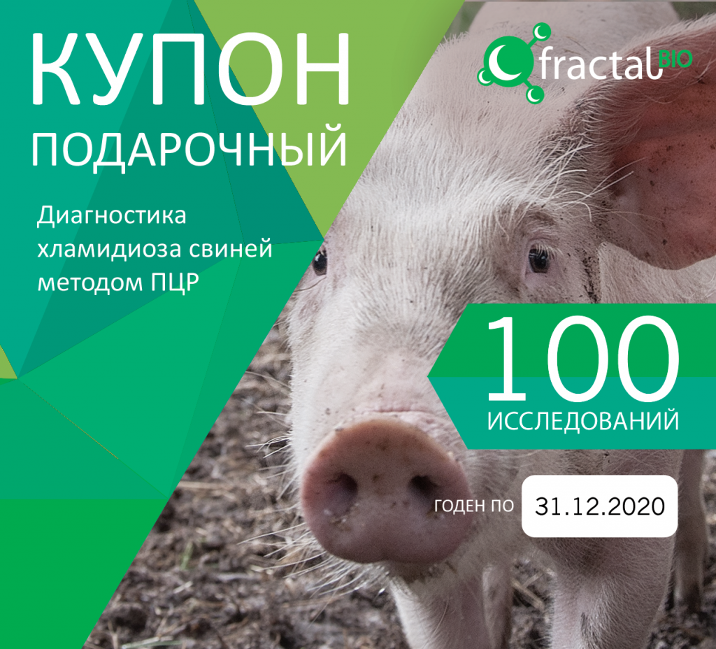 cupon_pigs.png