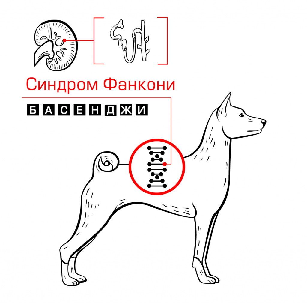 new_fanconi-w-03.png