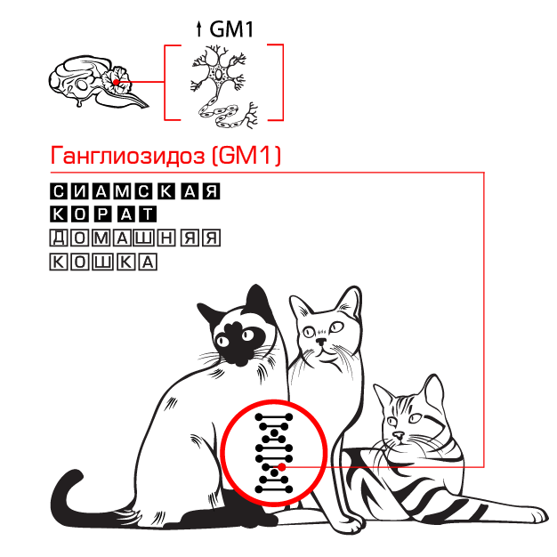 new_Gangliosidose-03_002.png